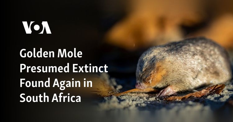 Golden mole