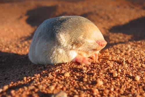 Golden mole