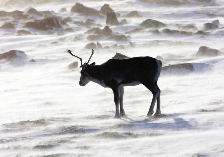 Reindeer