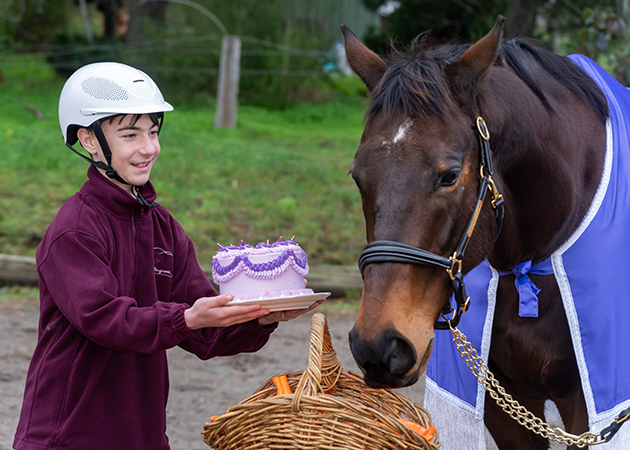 Horses' birthday