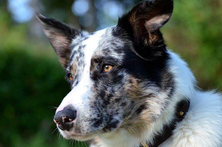 Australian Shepherd