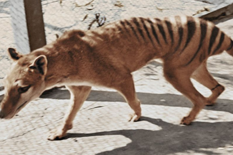 Tasmanian tiger