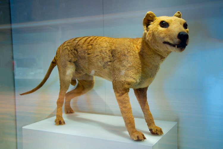 Tasmanian tiger