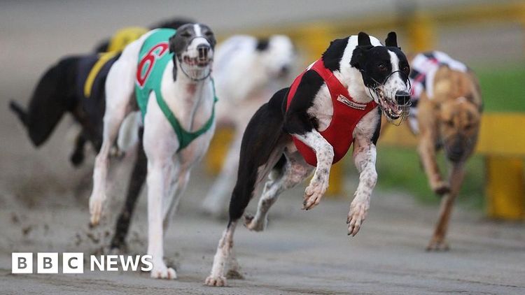 Greyhound racing ban